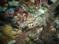 Ornate Ghostpipefish